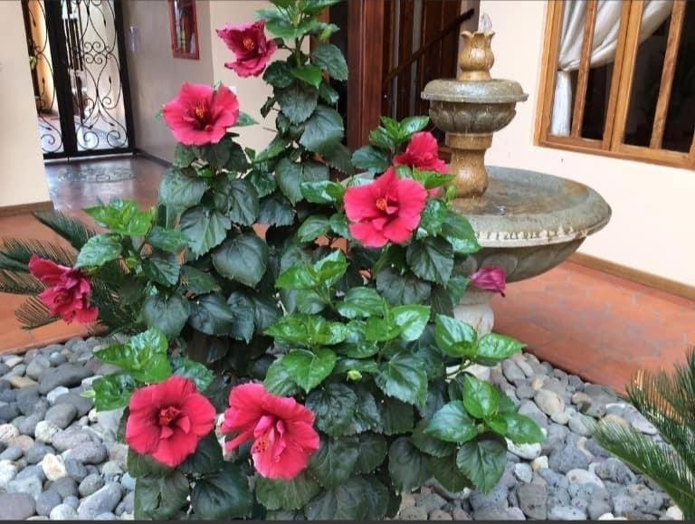 Casa Hibiscus Boutique Hotel Cuenca Dış mekan fotoğraf